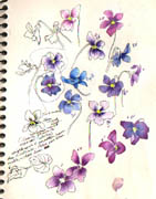 color sketch-violets