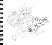 sketch-violets